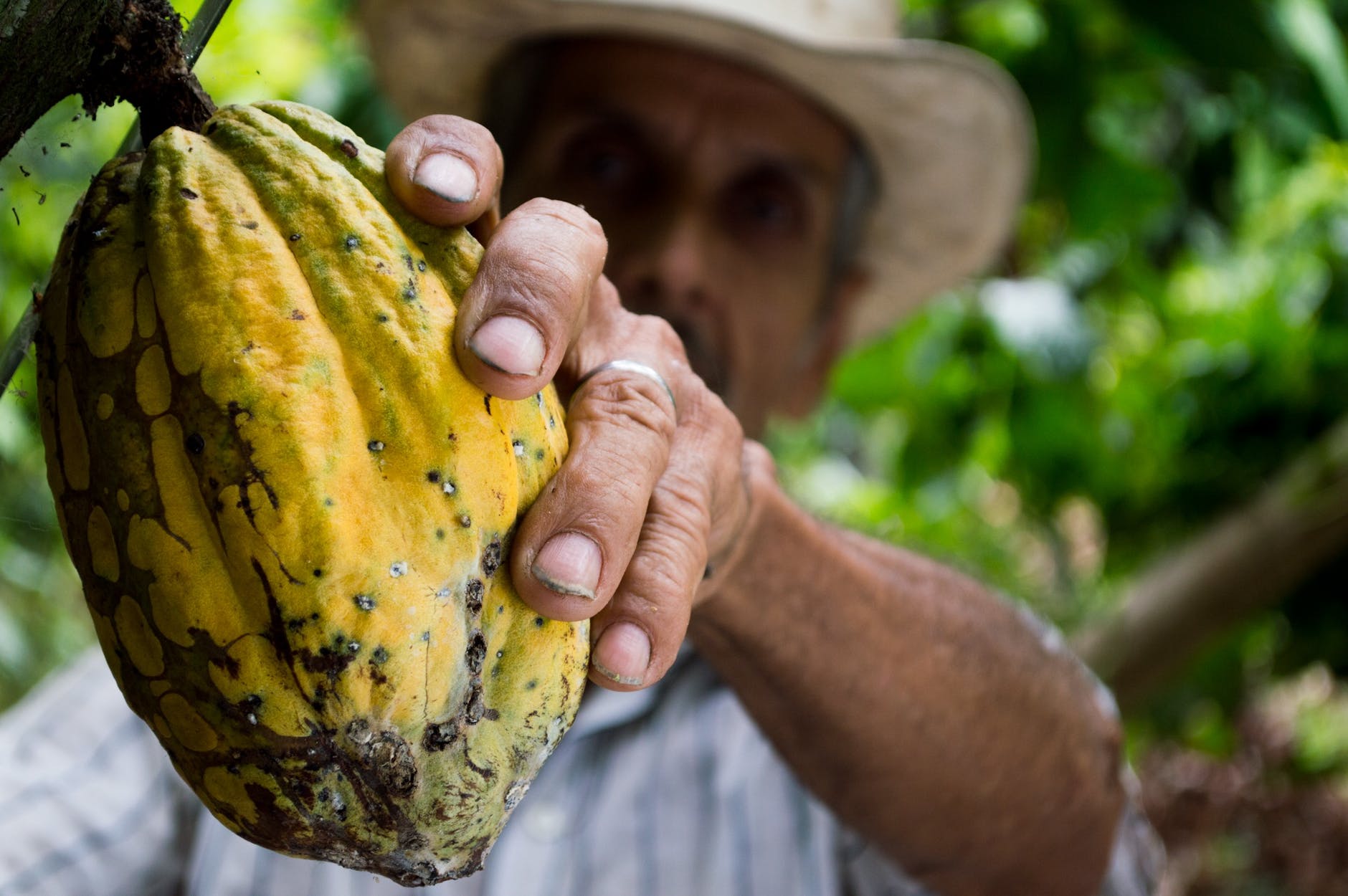 Biggest cocoa harvest in decade spurs record debt sale