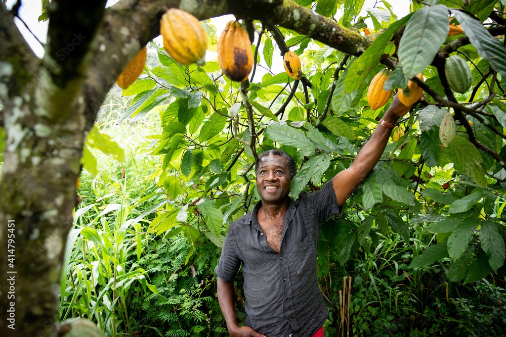 Cocoa Prices Soar to 12-Year High