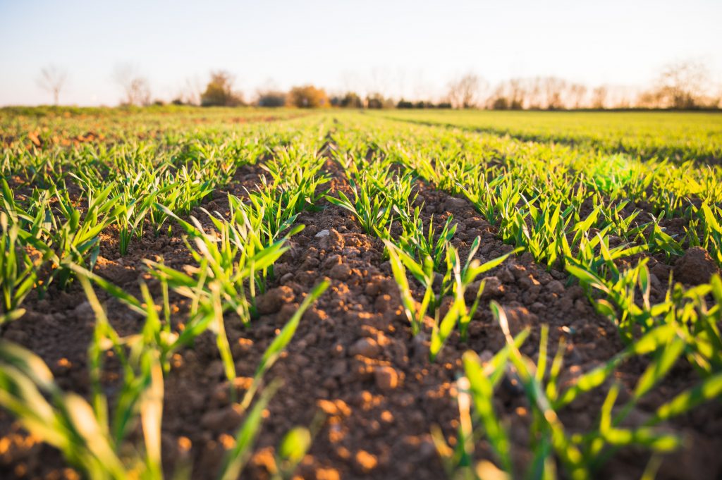 Golden hour and fresh field  - spring time