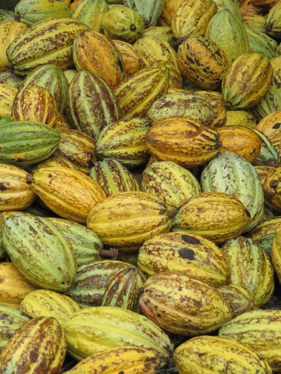 a bunch of cocoa fruit